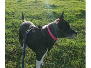 Suzy - Female Terrier (Staffordshire Bull) Photo