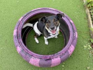 Jackson - Male Jack Russell Terrier (JRT) Photo