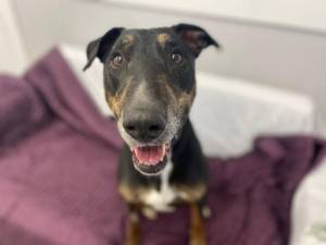 Jax - Male Lurcher Photo