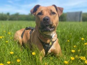 Layla - Female Staffordshire Cross (SBT) Photo