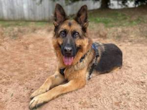 Milo - Male German Shepherd Dog (GSD / Alsatian) Photo