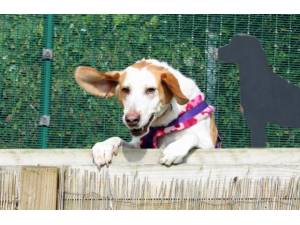 Rambler - Male Foxhound Photo
