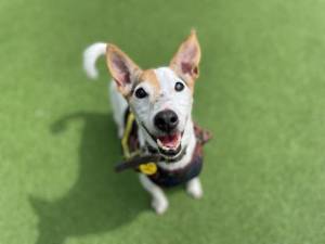 Teddy - Male Jack Russell Terrier (JRT) Photo