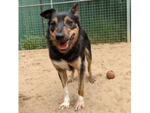 Solo - Male Collie Cross Photo