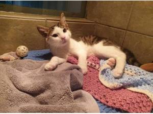 ROCKY - Domestic Shorthair
crossbreed Photo