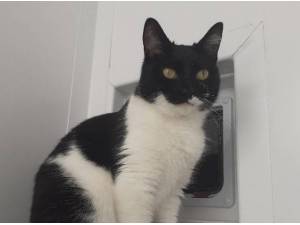 SPARKLE - Domestic Shorthair
crossbreed Photo