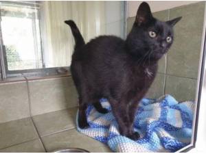 MOLLY - Domestic Shorthair
crossbreed Photo