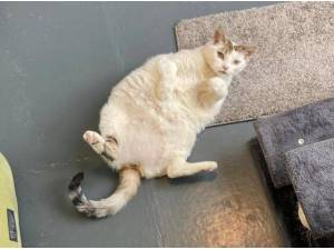 CARRIE - Domestic Shorthair
crossbreed Photo