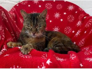 PHOEBE - Domestic Shorthair
crossbreed Photo