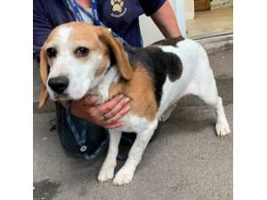 Halo - Female Beagle Photo