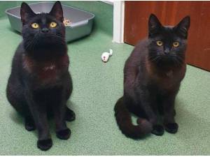 FREYA AND REBECCA - Domestic Shorthair
crossbreed Photo