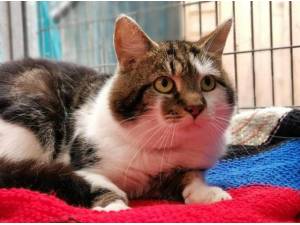 ROAMIN - Domestic Shorthair
crossbreed Photo