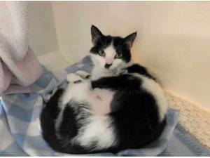 ADORA - Domestic Shorthair
crossbreed Photo