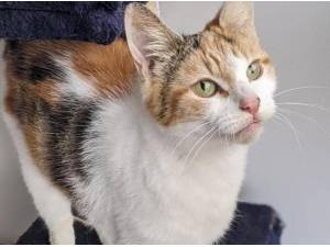 MABEL - Domestic Shorthair
crossbreed Photo
