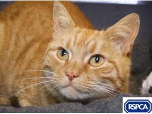 REGGIE - Domestic Shorthair
crossbreed Photo