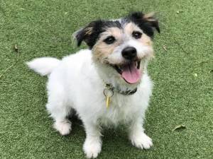 Ginger - Female Terrier Cross Photo