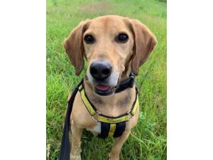 Hector - Male Foxhound Photo