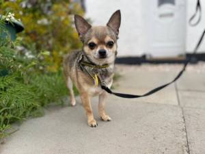 Serge - Male Chihuahua: Long Hr Photo