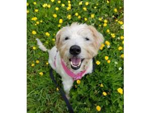 Tizzy - Female Terrier Photo