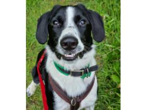 Bruno - Male Collie Cross Photo