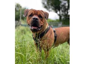 Rocco - Male Rottweiler Cross Photo