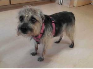 SUKI - Border Terrier Photo