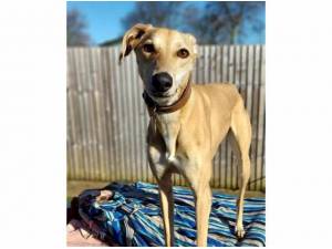 NORA - Lurcher Photo