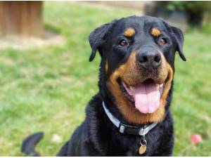 TIA - Rottweiler Photo