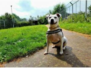 SNOWY - Staffordshire Bull Terrier Photo