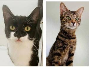 ELSA AND LILY - Domestic Shorthair
crossbreed Photo