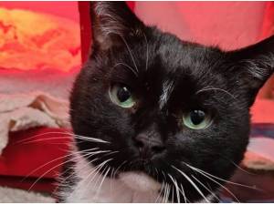 CLIVE - Domestic Shorthair
crossbreed Photo