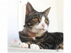 MAX - Domestic Shorthair
crossbreed Photo