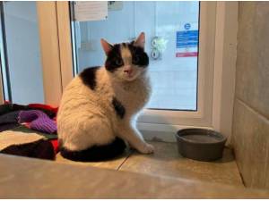 KAREN - Domestic Shorthair
crossbreed Photo