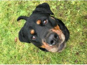 WILLOW - Rottweiler Photo