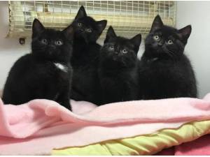 KITTENS - Domestic Shorthair
crossbreed Photo