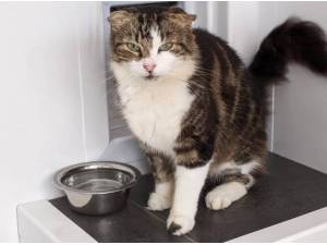 ABE - Domestic Shorthair
crossbreed Photo