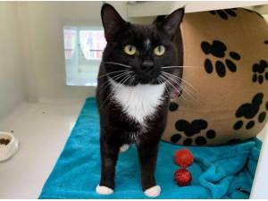 STAN - Domestic Shorthair
crossbreed Photo