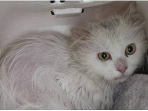 DUMBLEDORE - Domestic Longhair
crossbreed Photo