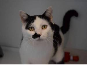 FINCHY - Domestic Shorthair
crossbreed Photo