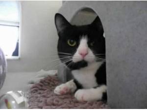 FELIX - Domestic Shorthair
crossbreed Photo