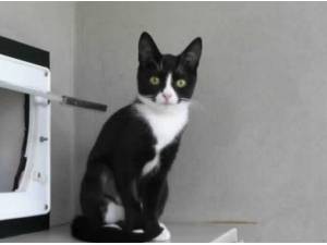 CHARLOTTE - Domestic Shorthair
crossbreed Photo