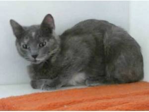 DOT - Domestic Shorthair
crossbreed Photo