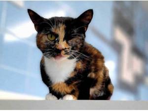 TRUDIE - Domestic Shorthair
crossbreed Photo