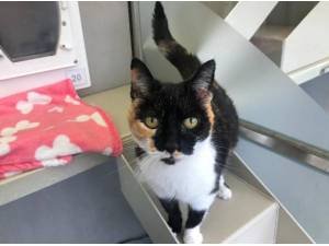 BEATRICE - Domestic Shorthair
crossbreed Photo