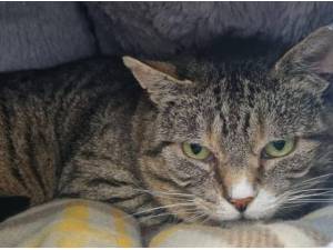 HARRIET - Domestic Shorthair
crossbreed Photo