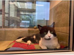 LORENZO - Domestic Shorthair
crossbreed Photo