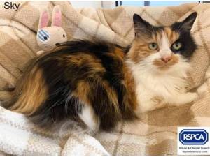 SKYE - Domestic Shorthair
crossbreed Photo