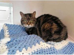 FLUFF - Domestic Shorthair
crossbreed Photo