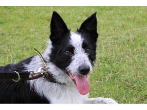 Jake - Male Border Collie Photo