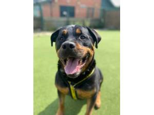 Loki Rottie - Male Rottweiler Photo